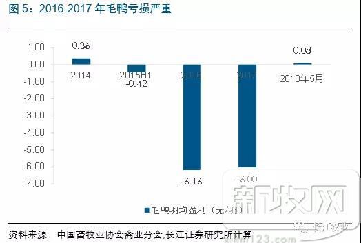 高邮鸭养殖技术视频_养鸭视频每日农经_养殖场鸭子视频