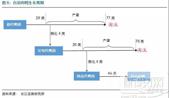 养殖场鸭子视频_高邮鸭养殖技术视频_养鸭视频每日农经