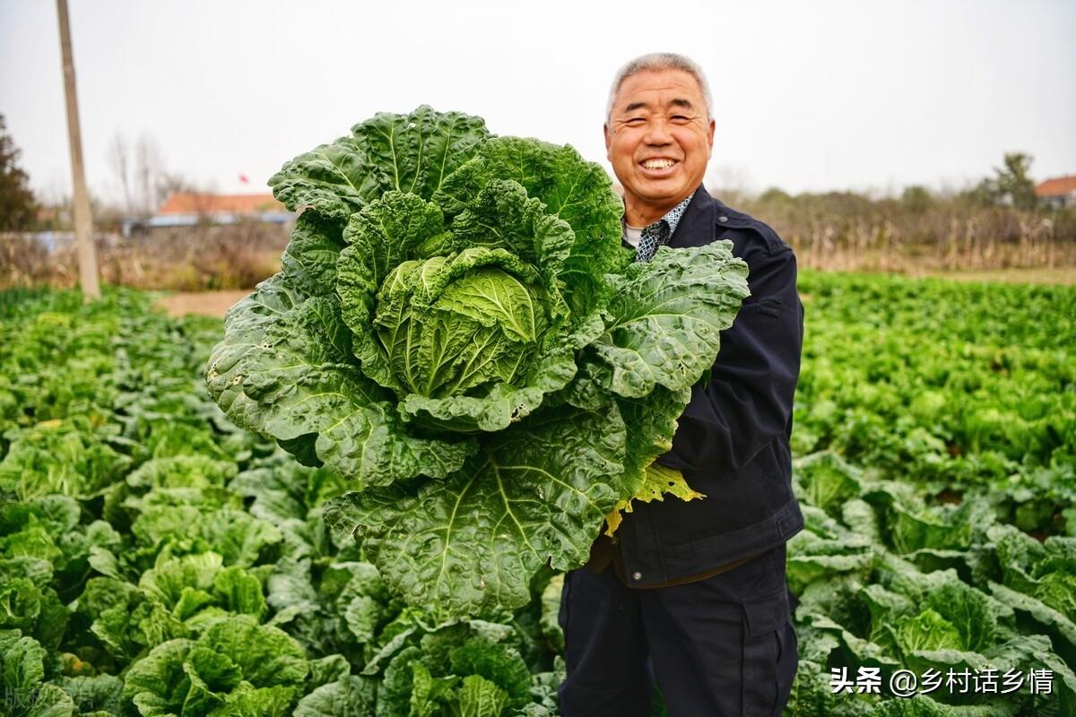 秋播大白菜抓好这四点，前期苗壮长得快，后期包心又好又结实