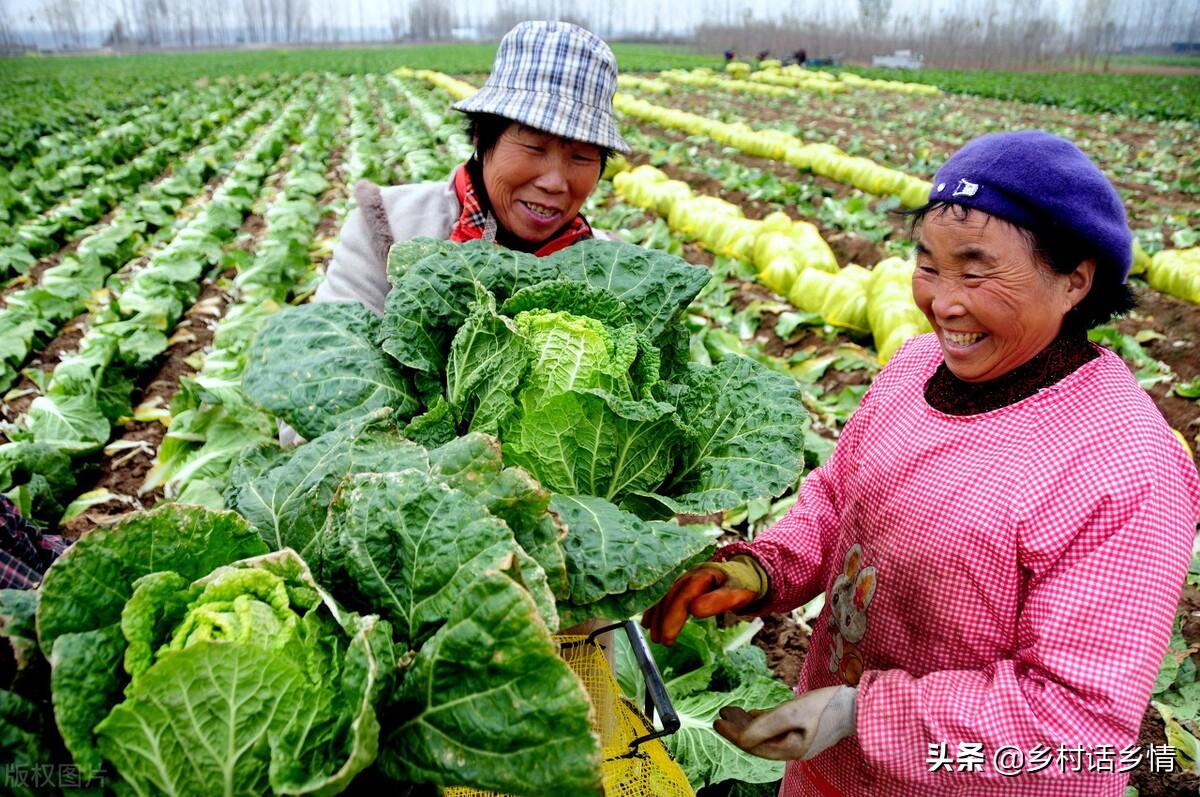 秋白菜种植技术_白菜立秋几天种_种秋白菜几天出苗