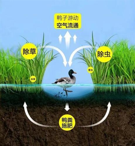 鸭稻养殖江苏技术管理办法_江苏稻鸭养殖技术_鸭稻生态农业