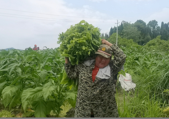 江西安福烟草：“雇工意外险”让烟农种植更放心