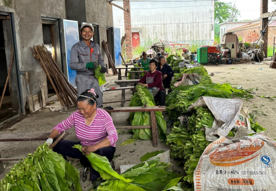 投保了意外险的工人在为彭才彬采编烟叶（图）