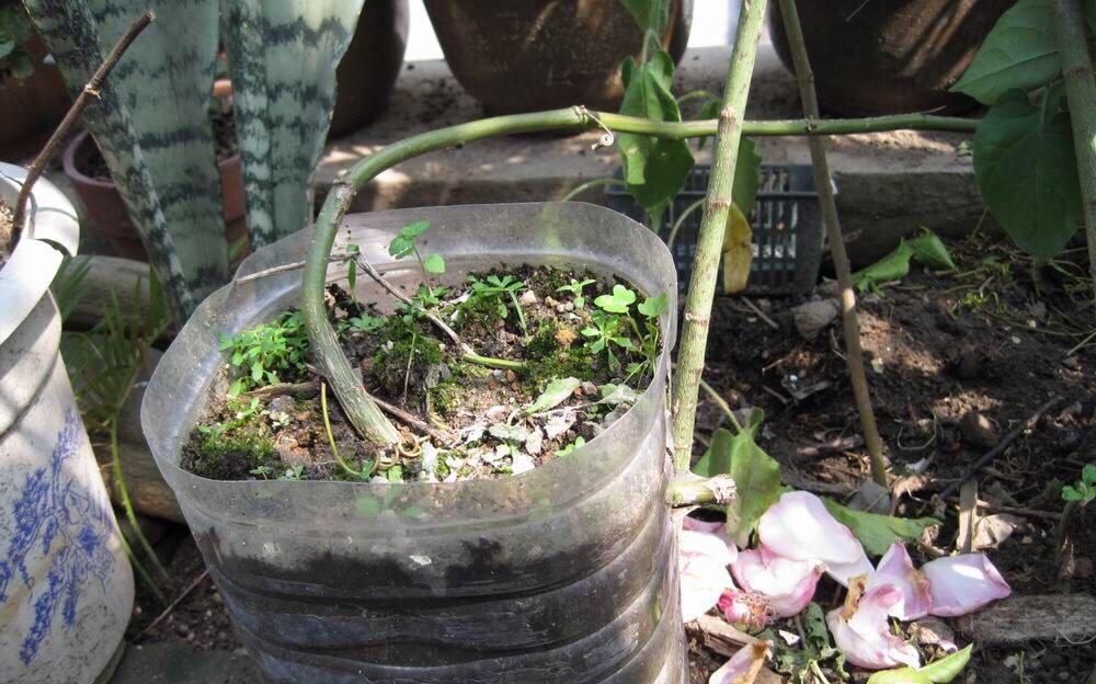 豆子种植技术_豆子种植致富神器_种豆子赚钱吗