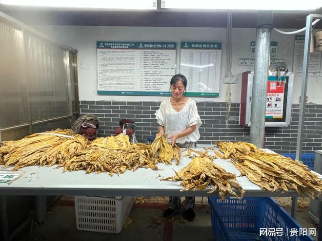 村民种植黑皮冬瓜致富_白领种植蘑菇致富_烟农种植致富视频