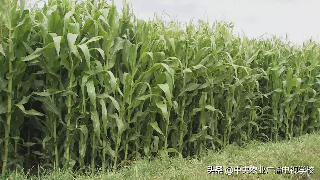 【农广天地】西藏青饲玉米栽培技术