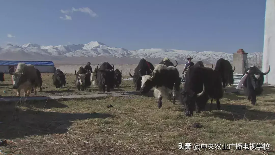 农广天地草药种植技术_农广天地药材种植大全_农广天地种植技术视频