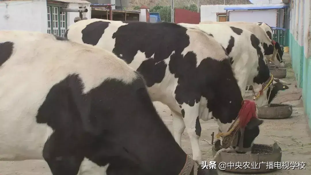 农广天地种植技术视频_农广天地药材种植大全_农广天地草药种植技术