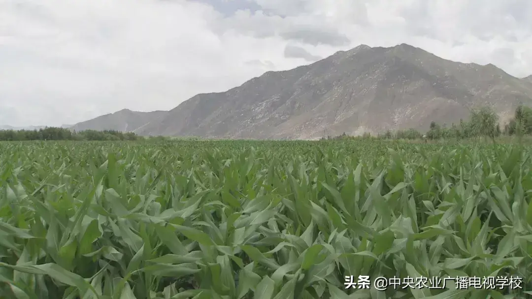 农广天地药材种植大全_农广天地草药种植技术_农广天地种植技术视频