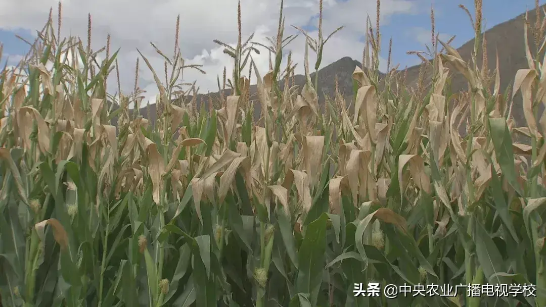 农广天地草药种植技术_农广天地种植技术视频_农广天地药材种植大全