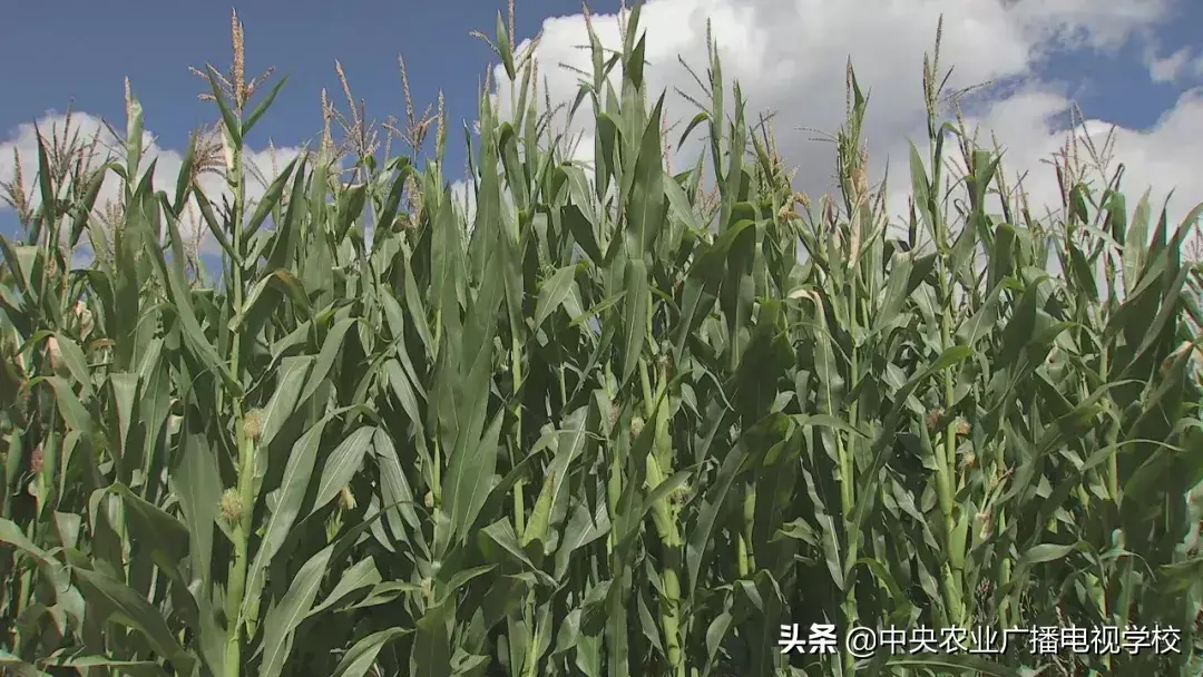 农广天地种植技术视频_农广天地药材种植大全_农广天地草药种植技术