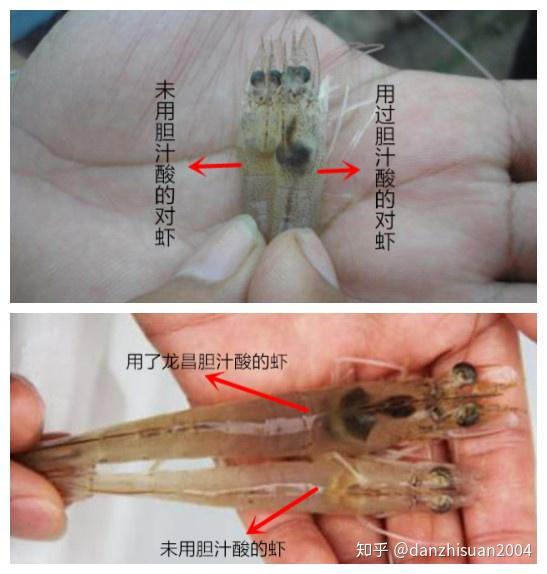 咸水养殖什么最赚钱_半咸水养殖技术_养殖咸水技术视频教程