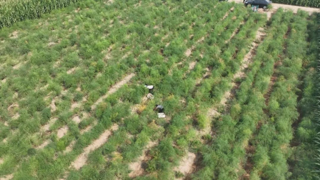 致富经芦笋种植视频_小芦笋种植致富_2020芦笋种植的前景