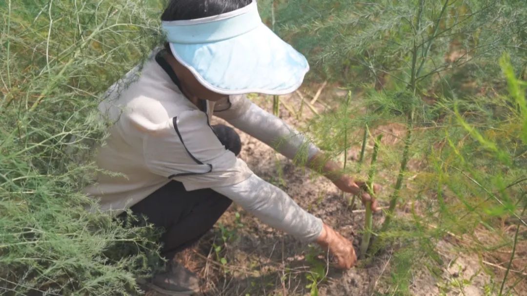 致富经芦笋种植视频_2020芦笋种植的前景_小芦笋种植致富