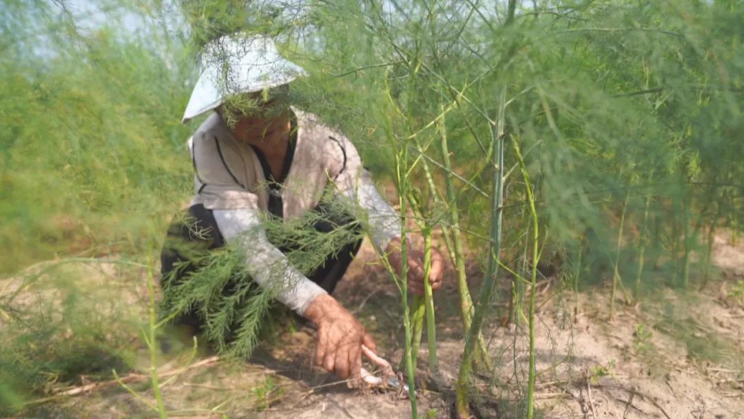 2020芦笋种植的前景_致富经芦笋种植视频_小芦笋种植致富