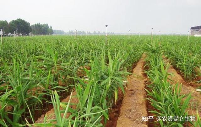 贵州种植生姜致富_贵州生姜种植面积_贵州生姜种植技术