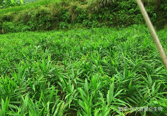 贵州生姜种植技术_贵州种植生姜致富_贵州生姜种植面积