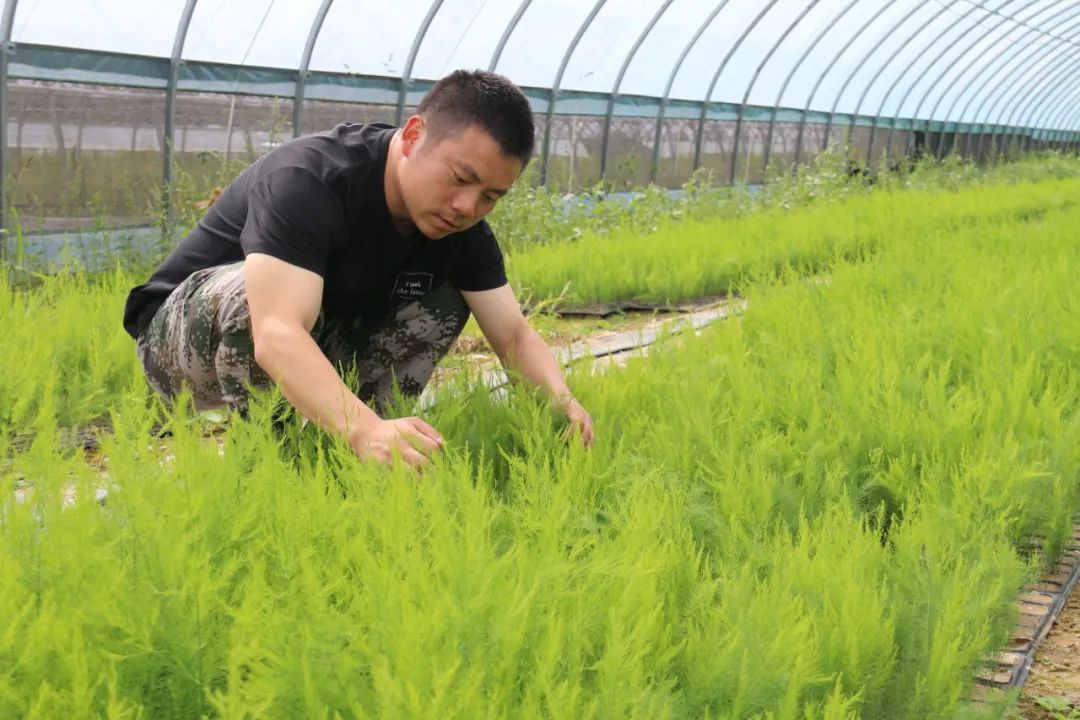 芦笋种植赚钱吗_致富经芦笋种植视频_小芦笋种植致富