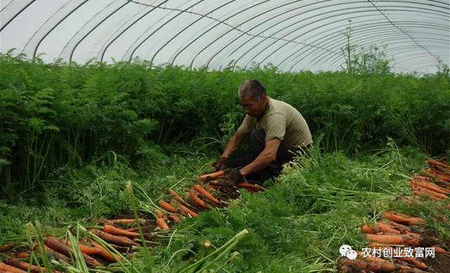 小型棚铺种植致富_小棚种植蔬菜_种棚挣钱吗