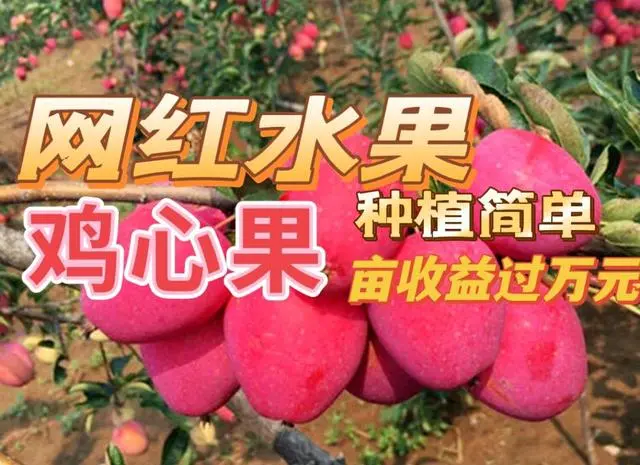 网红水果鸡心果，到底有什么优点？种植前景如何？一文全部说清！