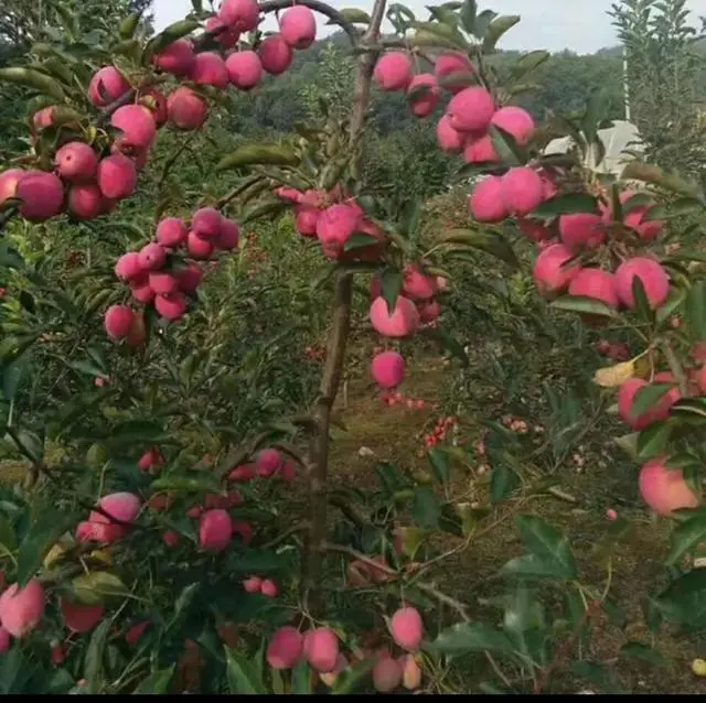 致富经种植三种水果亩收入过亿_致富水果种植希望什么_种植水果致富希望