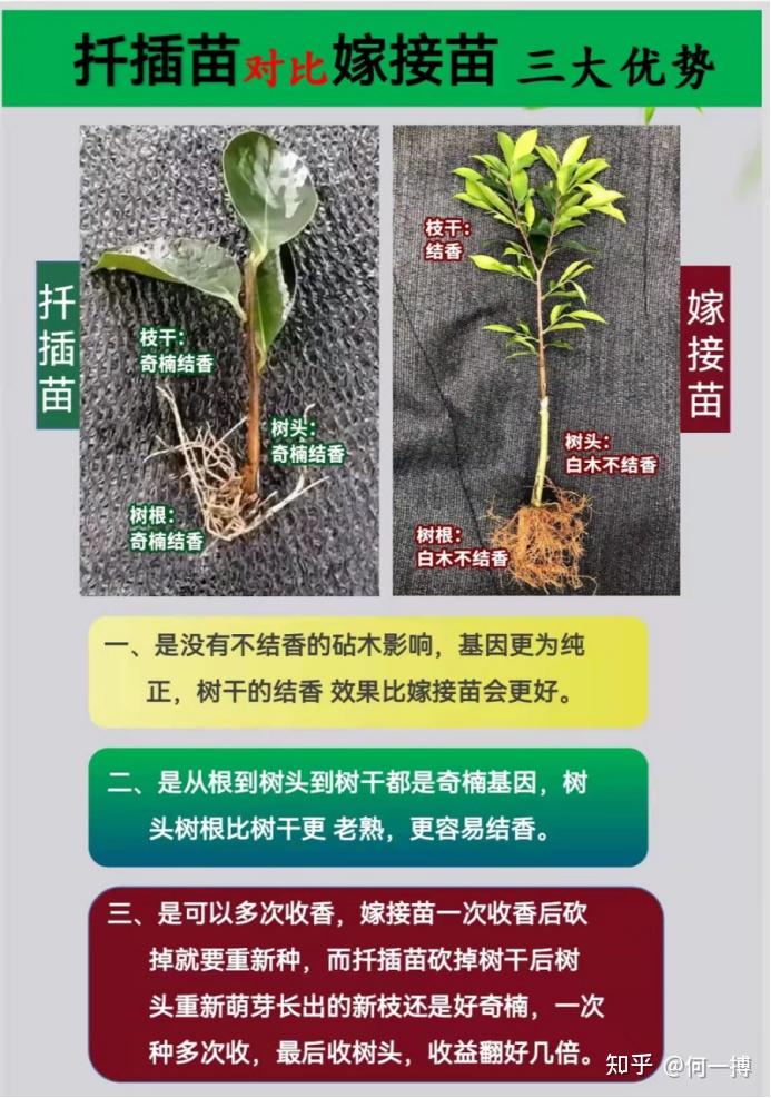 沉香幼苗种植培育_沉香幼苗_沉香幼种植技术