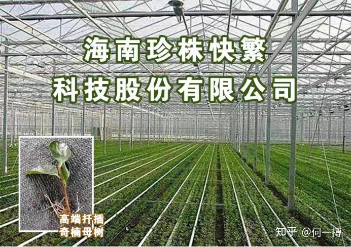 沉香幼苗_沉香幼种植技术_沉香幼苗种植培育