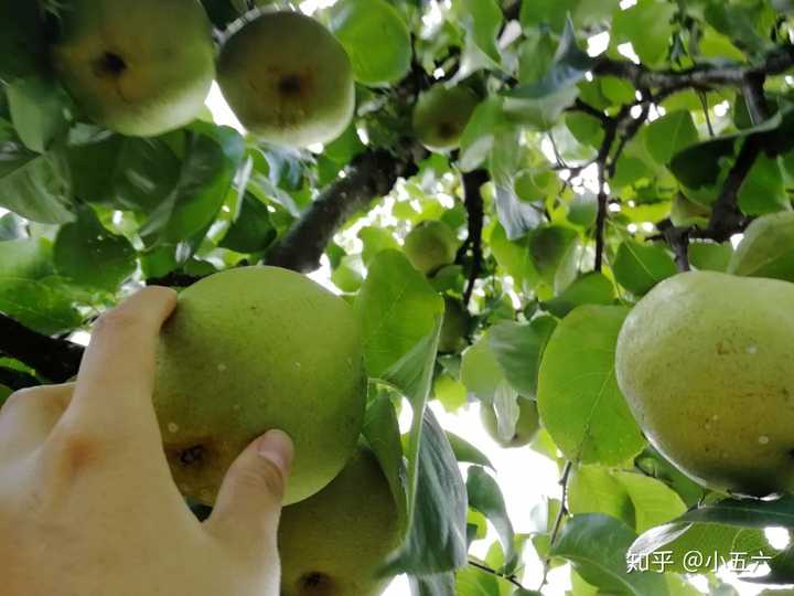 昆明红葱种植技术_昆明种葱怎么样_云南红葱种植视频