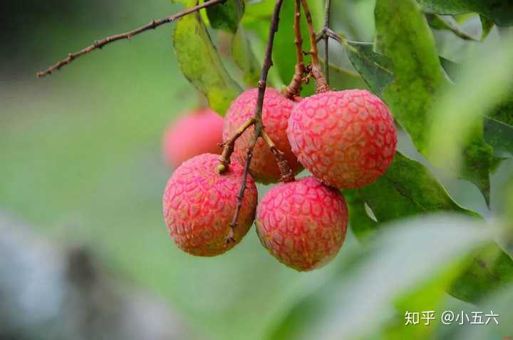 昆明种葱怎么样_云南红葱种植视频_昆明红葱种植技术