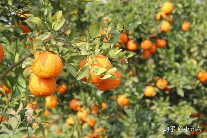 昆明种葱怎么样_云南红葱种植视频_昆明红葱种植技术