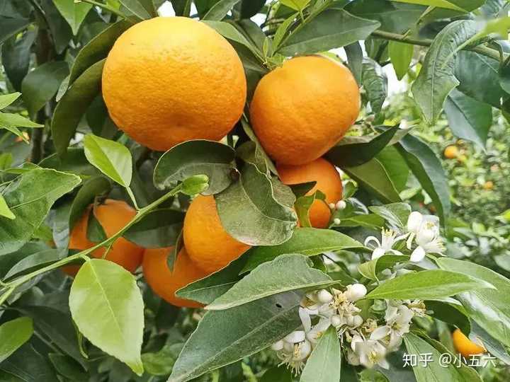 昆明红葱种植技术_昆明种葱怎么样_云南红葱种植视频