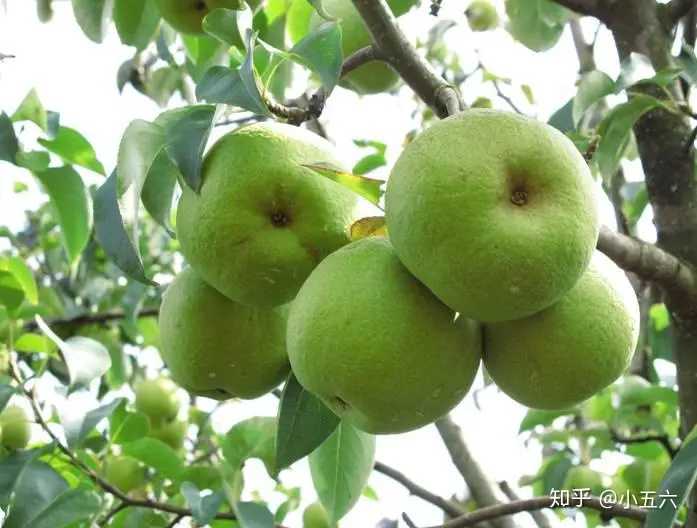 云南红葱种植视频_昆明种葱怎么样_昆明红葱种植技术