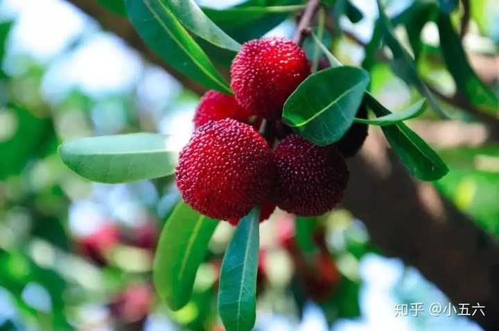 昆明种葱怎么样_昆明红葱种植技术_云南红葱种植视频