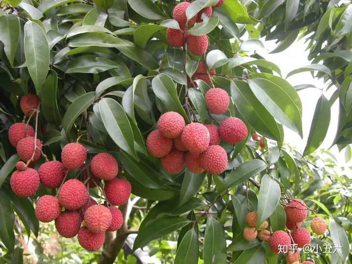 昆明红葱种植技术_云南红葱种植视频_昆明种葱怎么样