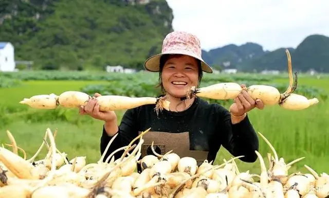 种植莲藕技术要点_种植莲藕技术与管理_cctv7莲藕种植技术