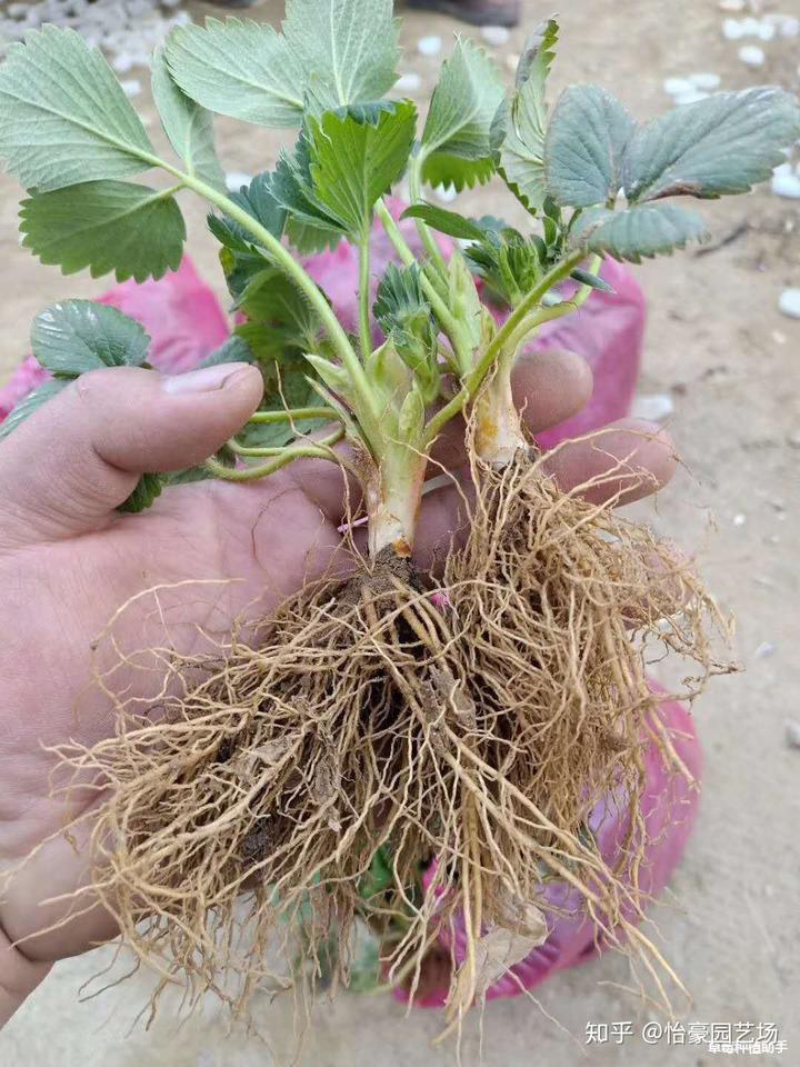 立体大棚草莓种植方法_立体大棚种植草莓技术要点_立体大棚草莓种植技术