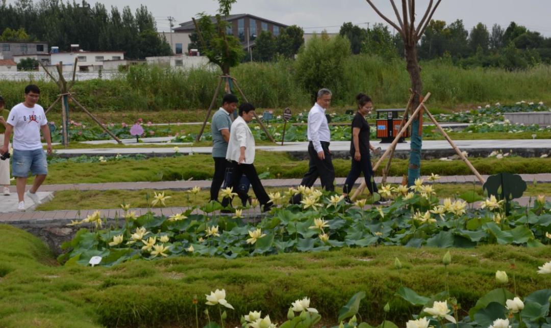 种植莲藕技术要点_种植莲藕技术部具备的能力_cctv7莲藕种植技术