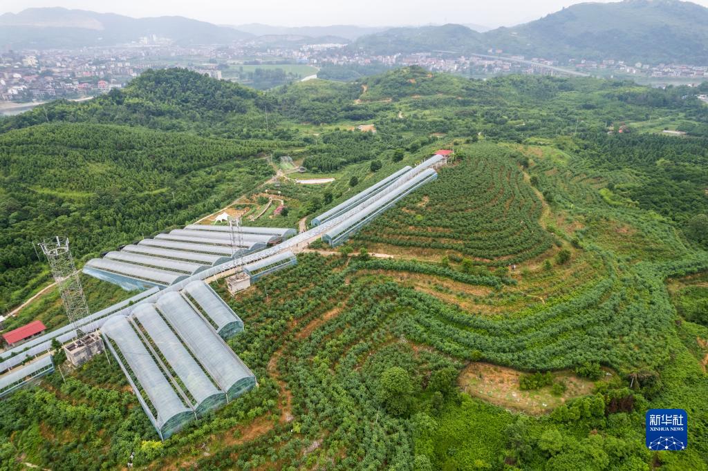 致富水果种植希望的句子_农业种植水果致富项目_种植水果致富希望