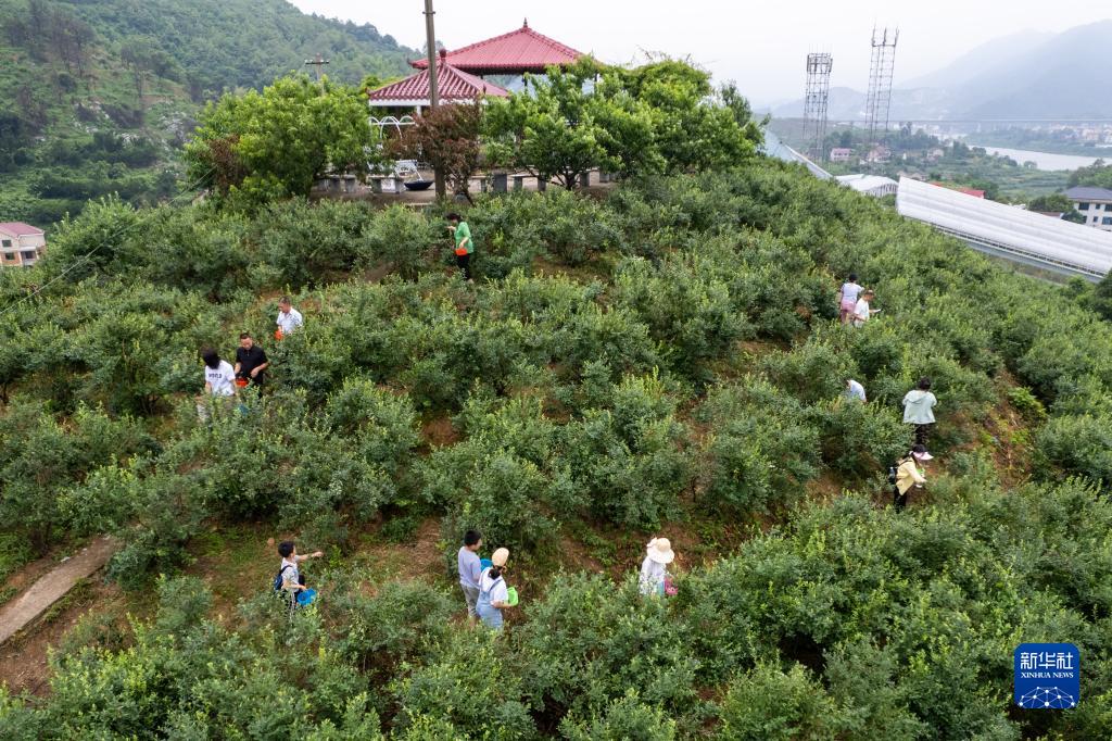 致富水果种植希望的句子_农业种植水果致富项目_种植水果致富希望