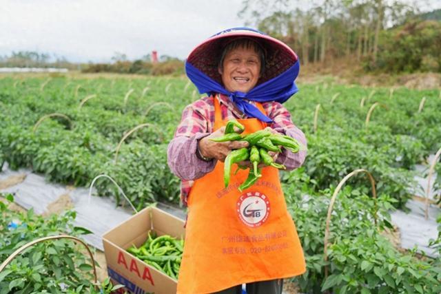 致富辣椒种植_致富辣椒种植方法_辣椒致富经