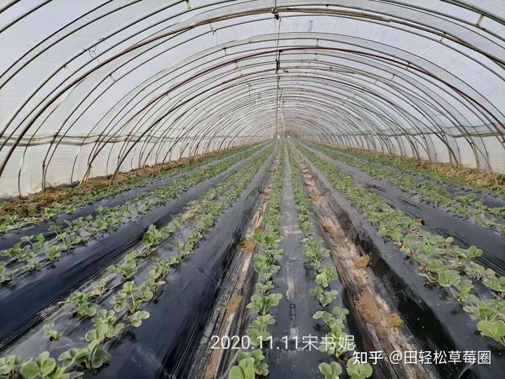 立体大棚多层种植草莓新技术_立体大棚种植草莓技术要点_立体大棚草莓种植技术