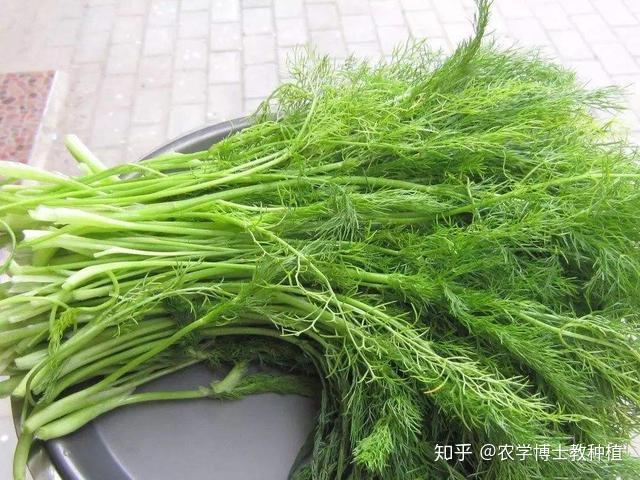 种植茴香技术小结_种植茴香的方法_小茴香种植技术