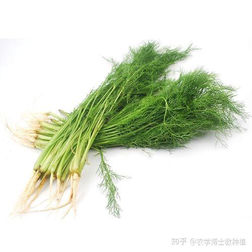 小茴香种植技术_种植茴香技术小结_种植茴香的方法