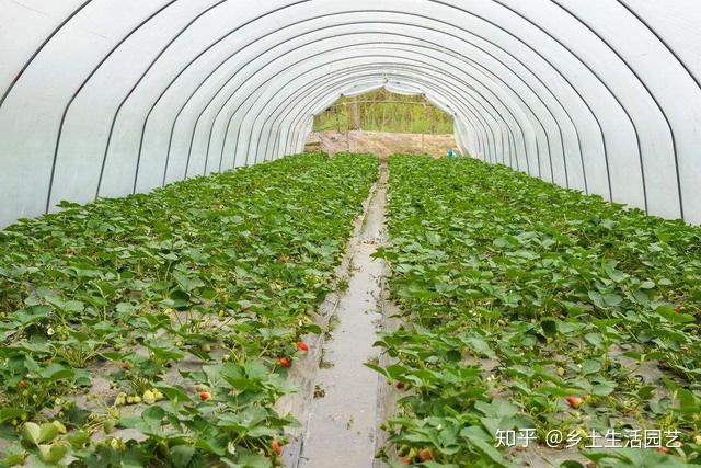 越冬草莓的管理技术，这些方法做对了，结的草莓又大又甜