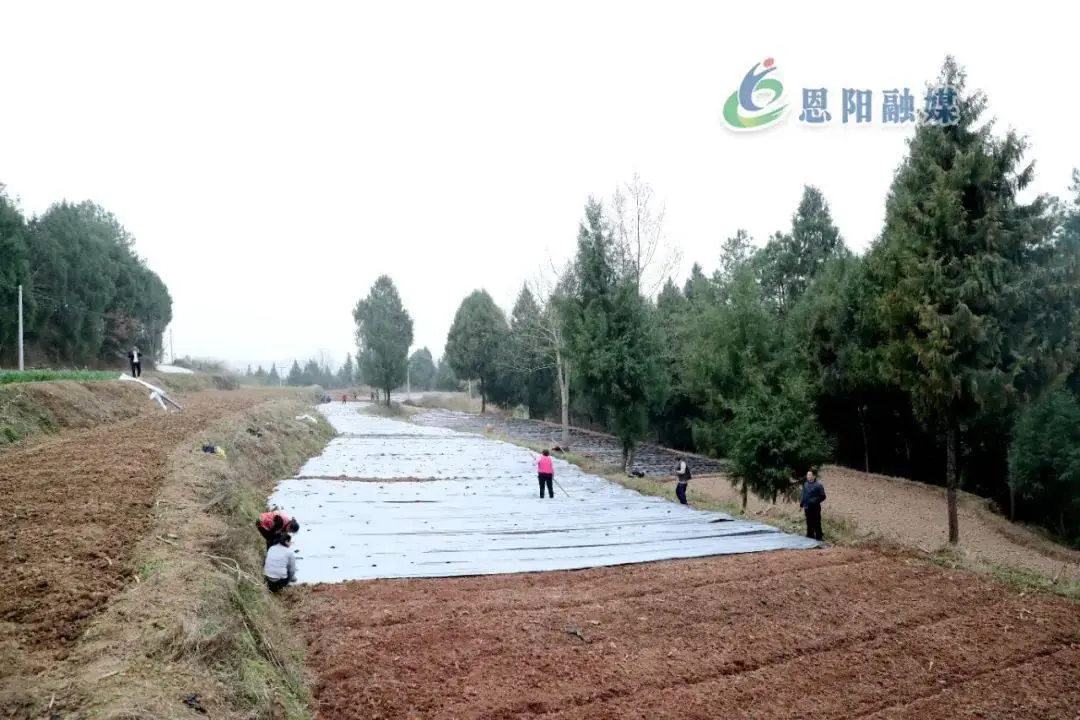 致富辣椒种植_致富辣椒种植技术视频_辣椒种植效益