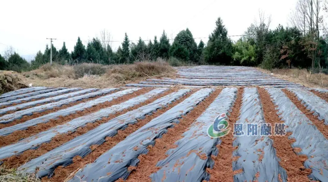 致富辣椒种植技术视频_致富辣椒种植_辣椒种植效益