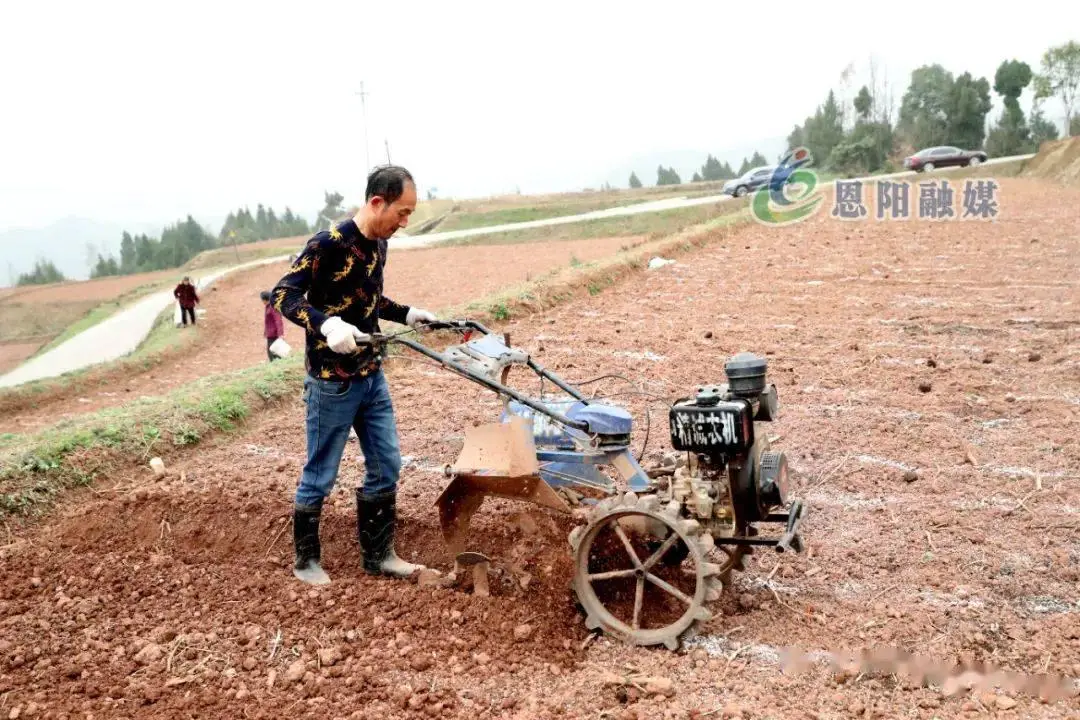 致富辣椒种植技术视频_辣椒种植效益_致富辣椒种植