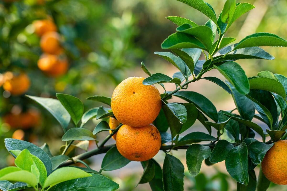 农业种植致富项目：认养果树可行性分析