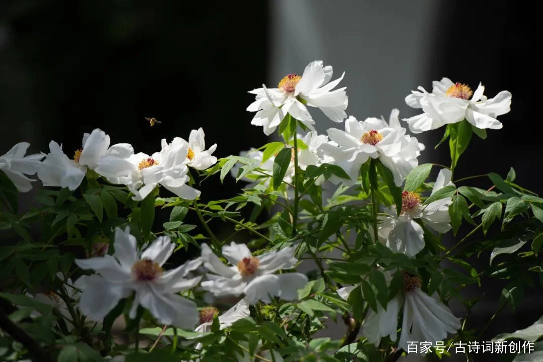 牡丹药材种植技术_牡丹药用种植技术_牡丹药用种植技术与管理