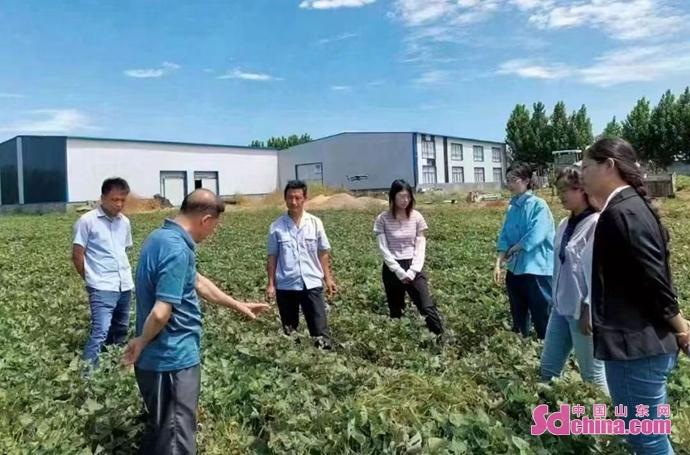 沙土地科学种植甘薯助力乡村振兴 泰安父女一心共筑致富路